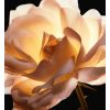 Dior Prestige La Crème tekstūros turtinga