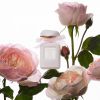 AERIN Rose de Grasse Pour Filles Tualetinis vanduo